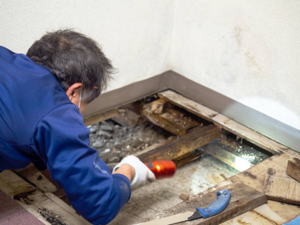 Best Toxic Mold Removal  in , NJ
