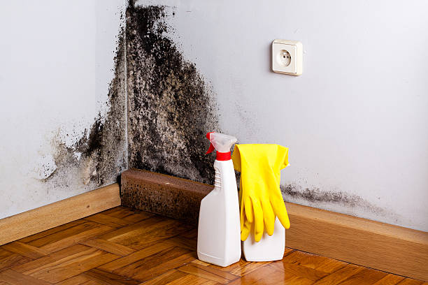 Best Toxic Mold Removal  in , NJ