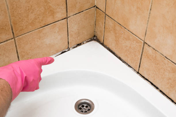 Best Commercial Mold Removal  in , NJ